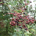 DSC06966