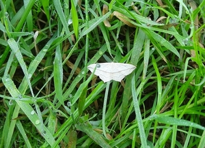 DSC06974