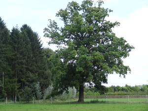 DSC07006
