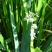 DSC07007