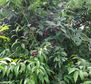 DSC07012
