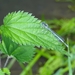 DSC07018