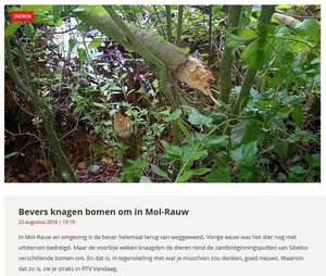 Bevers in Mol-Rauw (RTV)