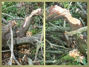 Collage RD 02