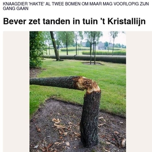 HLN-Bever Mol-Rauw 01