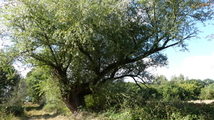 P1000949