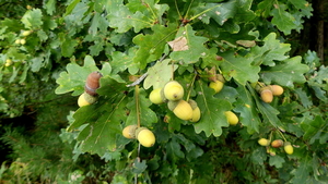 P1000982