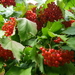 Roos (Gelderse -) 56