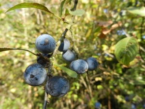 DSCN0040