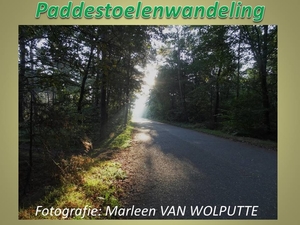 2016-10-09 PADDENSTOELEN WANDELING (MVW)