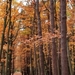20161105_155053_HDR