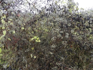 DSCN0086