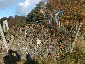 DSCN0115