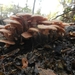 DSCN0124