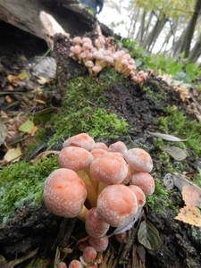 DSCN0130