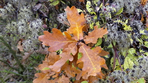 P1010220