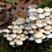 Zwavelkopjes 19