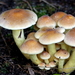 Zwavelkopjes 20