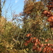 DSCN0321
