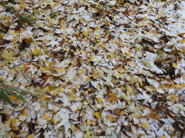 DSCN0406