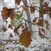 DSCN0445