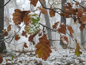 DSCN0445