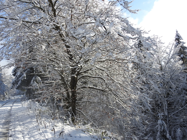 DSCN0531