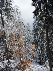 DSCN0541