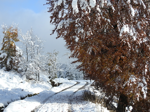DSCN0542