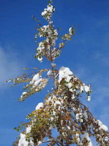 DSCN0544