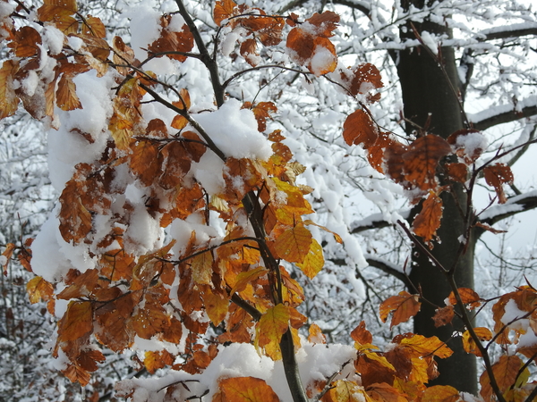 DSCN0546