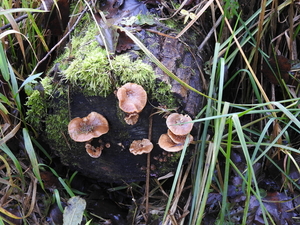 DSCN0658
