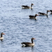 Gans (Grauwe -) 14