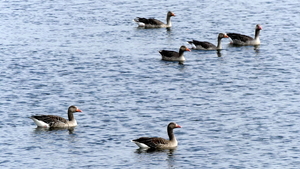 Gans (Grauwe -) 14