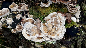 P1010547