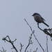P1010586d