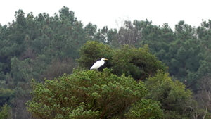 P1010590