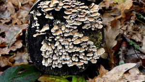 P1010618