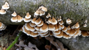 P1010619