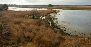 Landschotse Heide 03