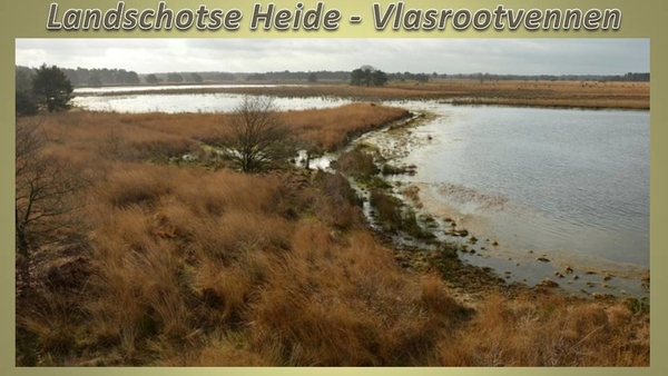 Landschotse Heide 04