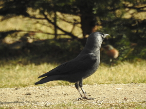 DSCN1754