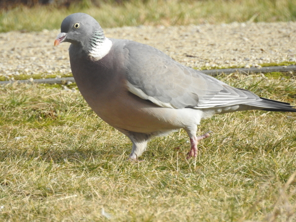 DSCN1774