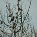 DSCN1785