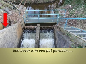 2017-03-22 Bever gered aan de Witte Neet 02