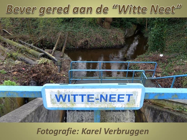 2017-03-22 Bever gered aan de Witte Neet