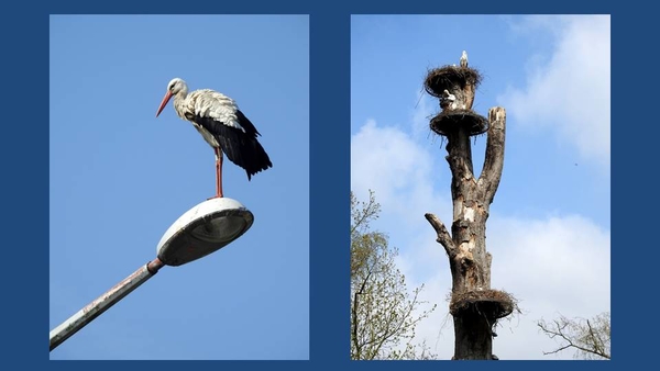 Collage 01 Ooievaar Planckendael