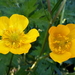 Boterbloem 24