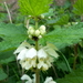 Dovenetel (Witte -) 11