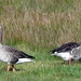 P1020834-grauwe gans